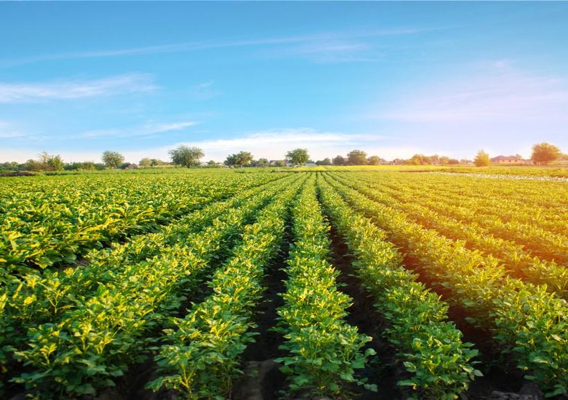 Aviko-potato-field-facts