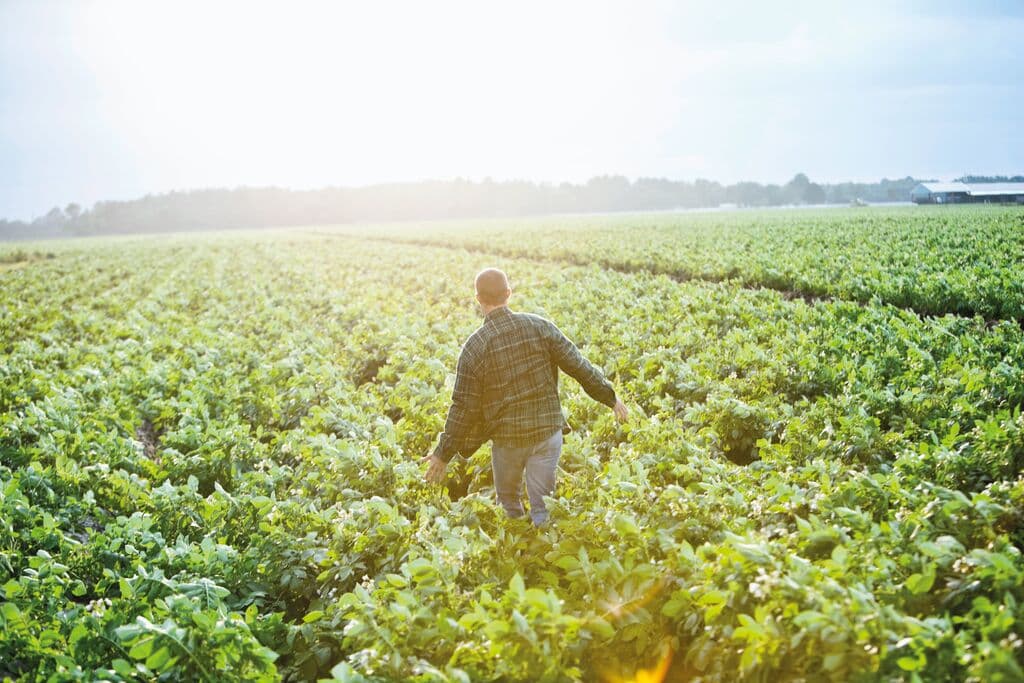 man-in-potato-field