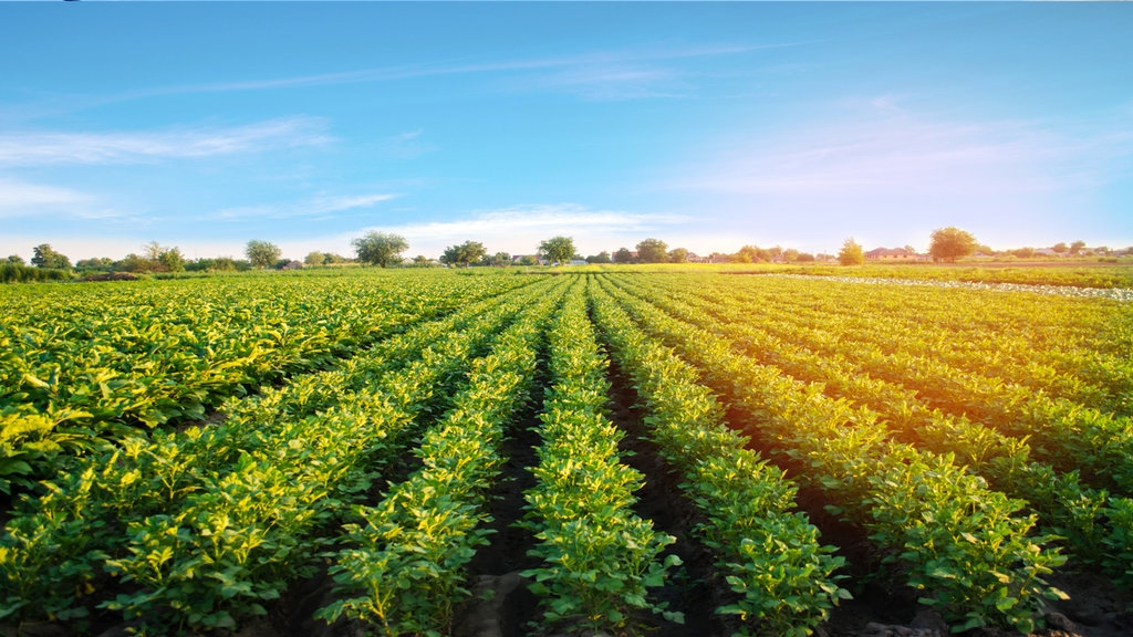 Potato crop new