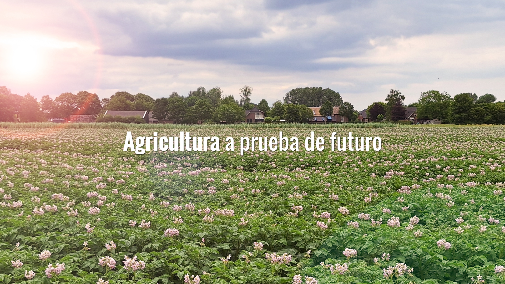 avfs-240195-02_house_of_fries_website_-_new_horizons_-_field_to_fork_-_header_-_1920x1080_-_es.jpg